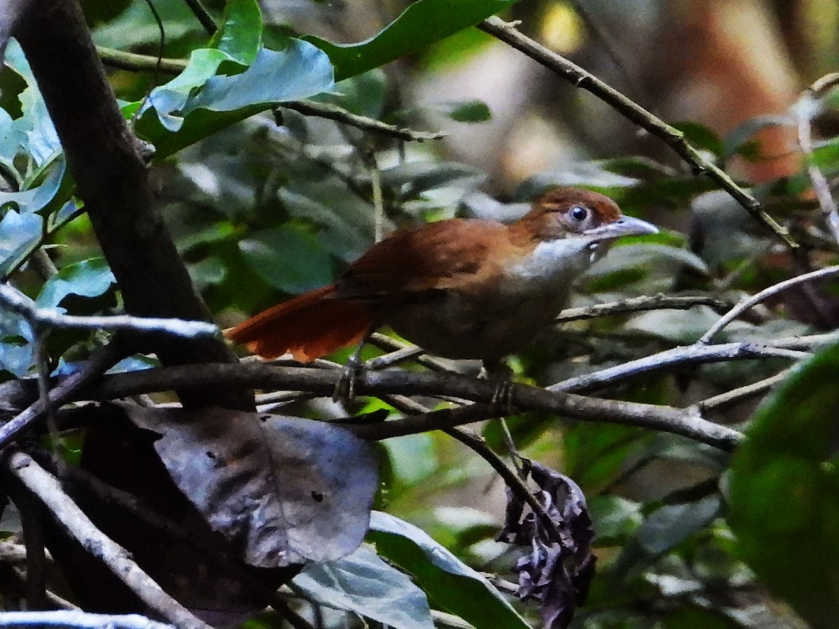 Pernambuco Foliage-gleaner - Braulio Carlos