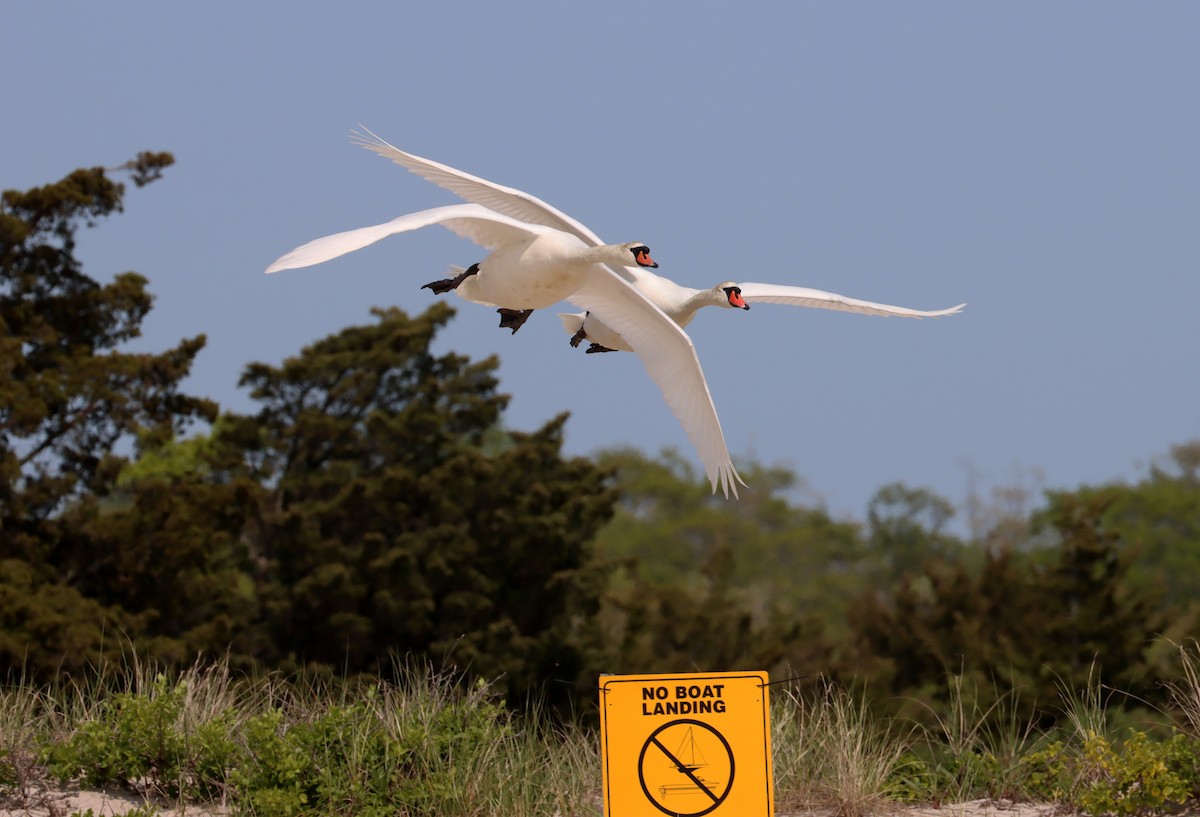 Mute Swan - ML572871451