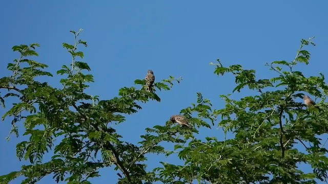 Lemon-breasted Seedeater - ML572871521