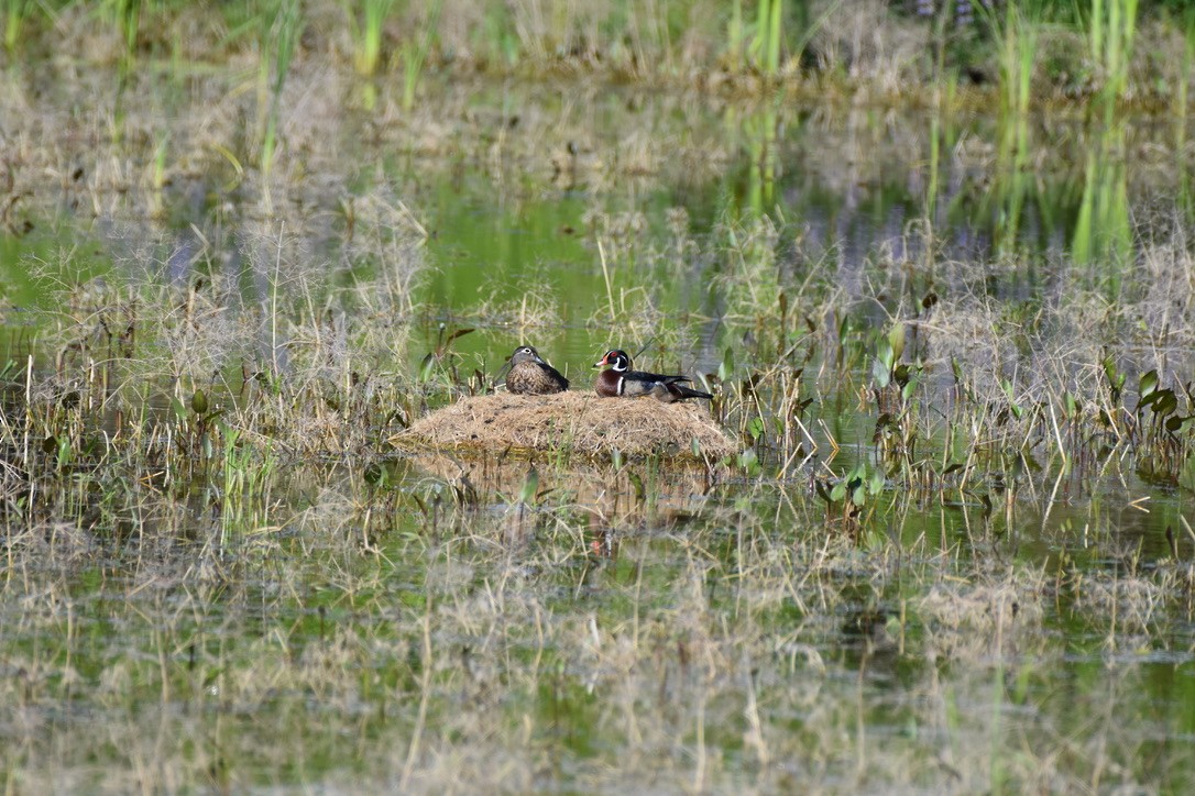 Wood Duck - ML572871541