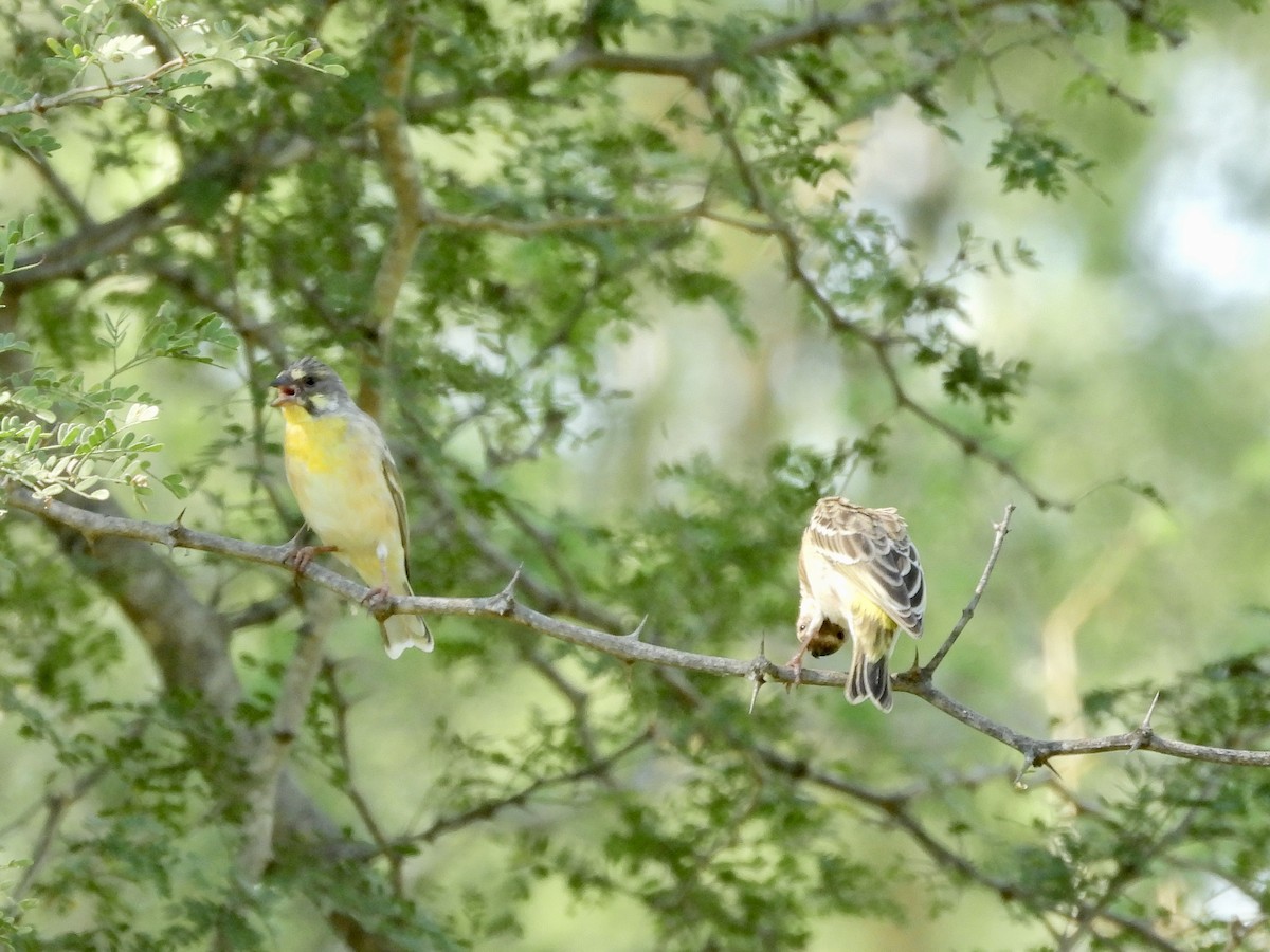 Lemon-breasted Seedeater - ML572871561