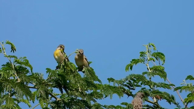 Lemon-breasted Seedeater - ML572871571