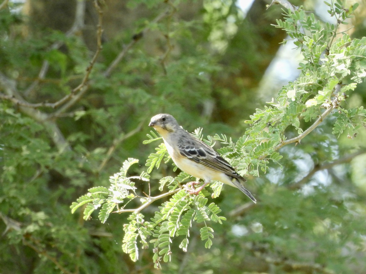 Lemon-breasted Seedeater - ML572871581