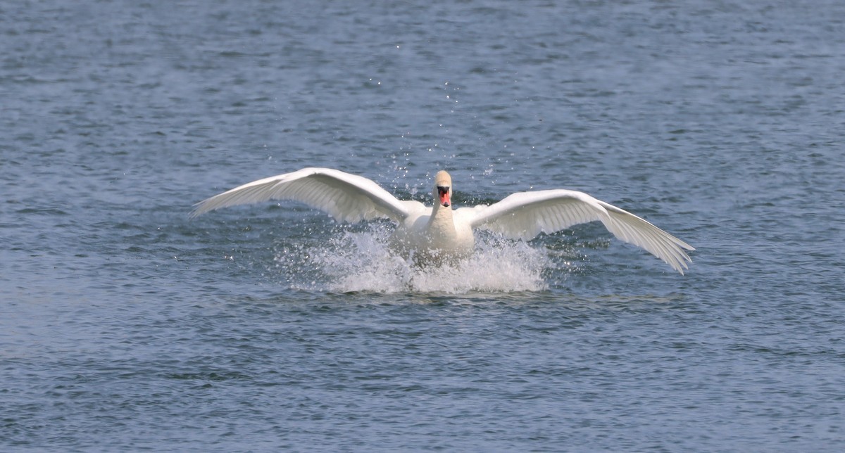 Mute Swan - ML572871651