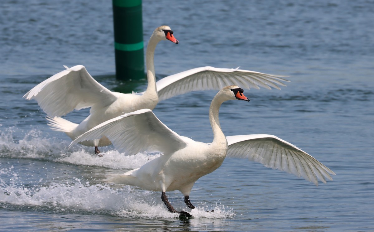 Cygne tuberculé - ML572872021