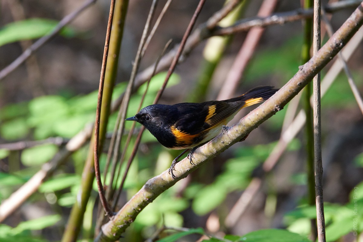 American Redstart - ML572872131