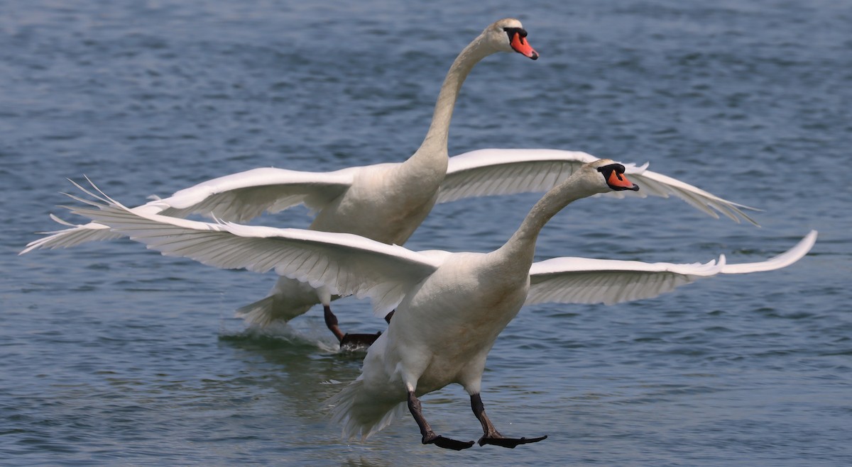 Mute Swan - ML572872201