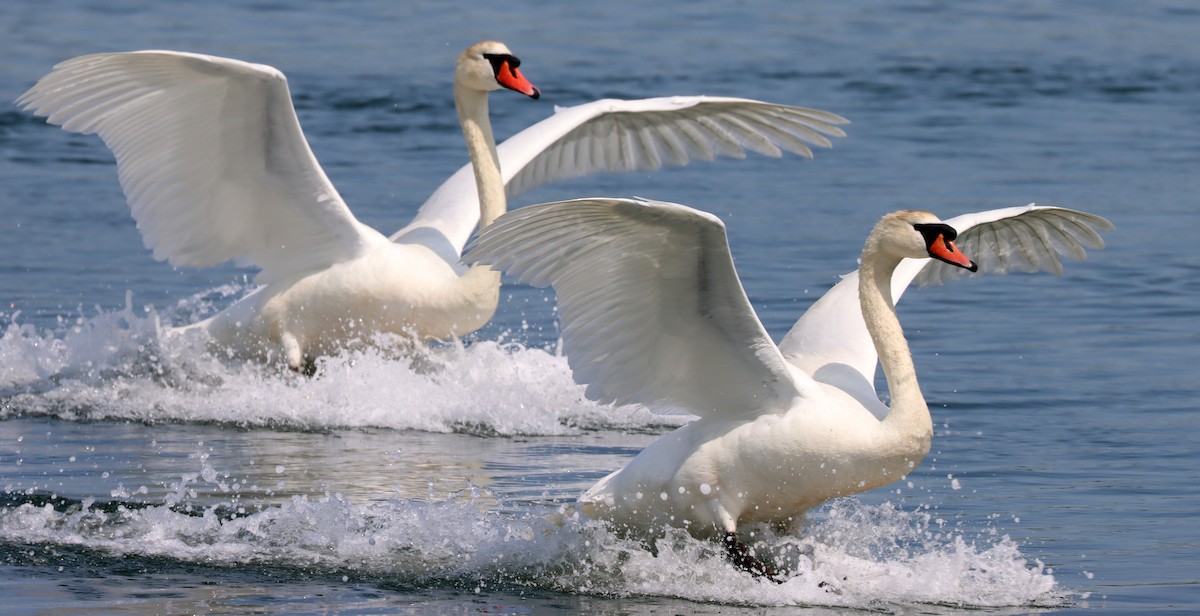 Cygne tuberculé - ML572872531