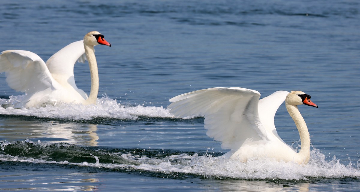 Cygne tuberculé - ML572872631