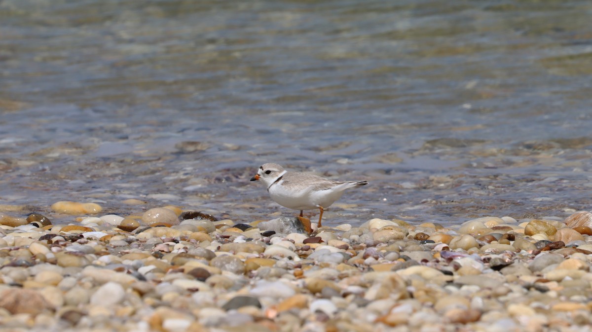 Piping Plover - ML572873301