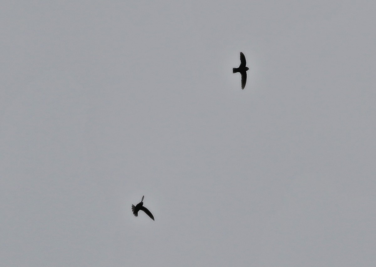 White-chinned Swift - ML572873671