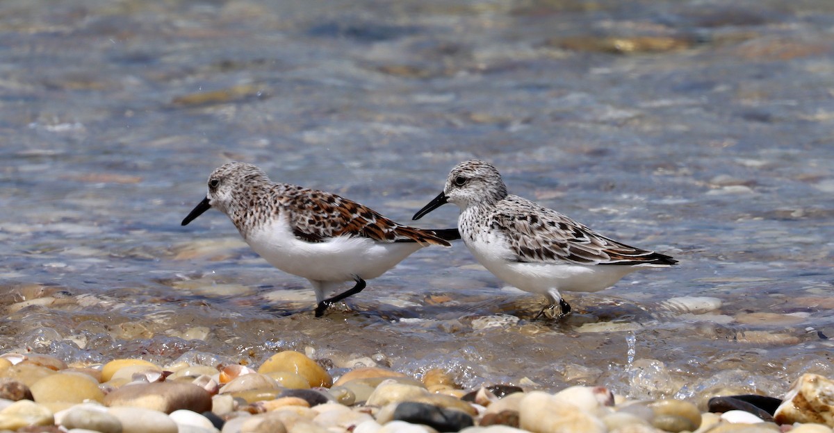 Bécasseau sanderling - ML572874141