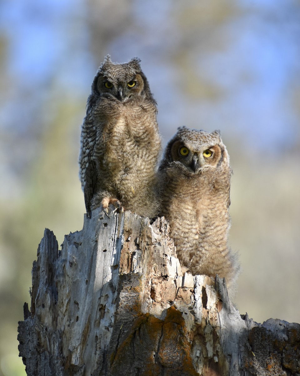 Great Horned Owl - ML572874891