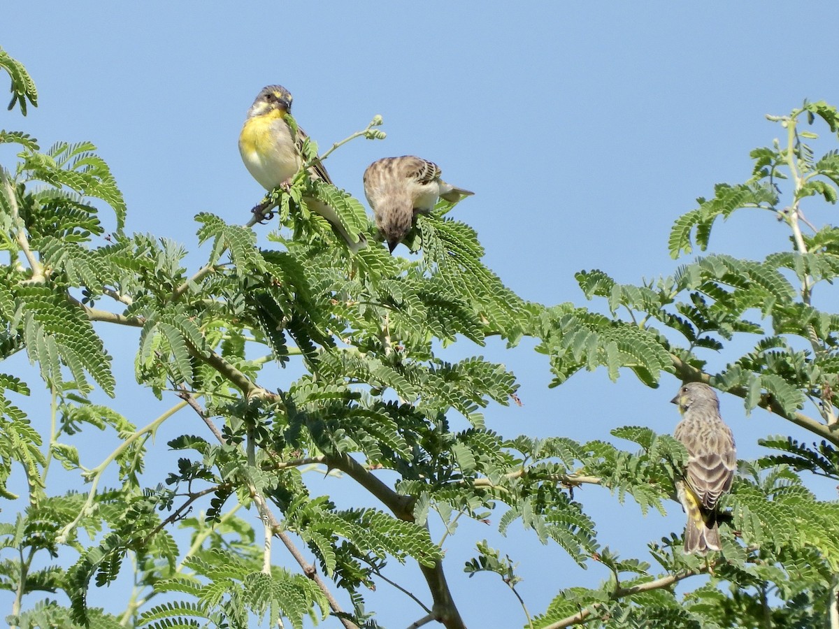 Lemon-breasted Seedeater - ML572875011