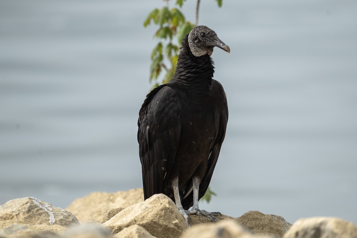 Black Vulture - ML572875081