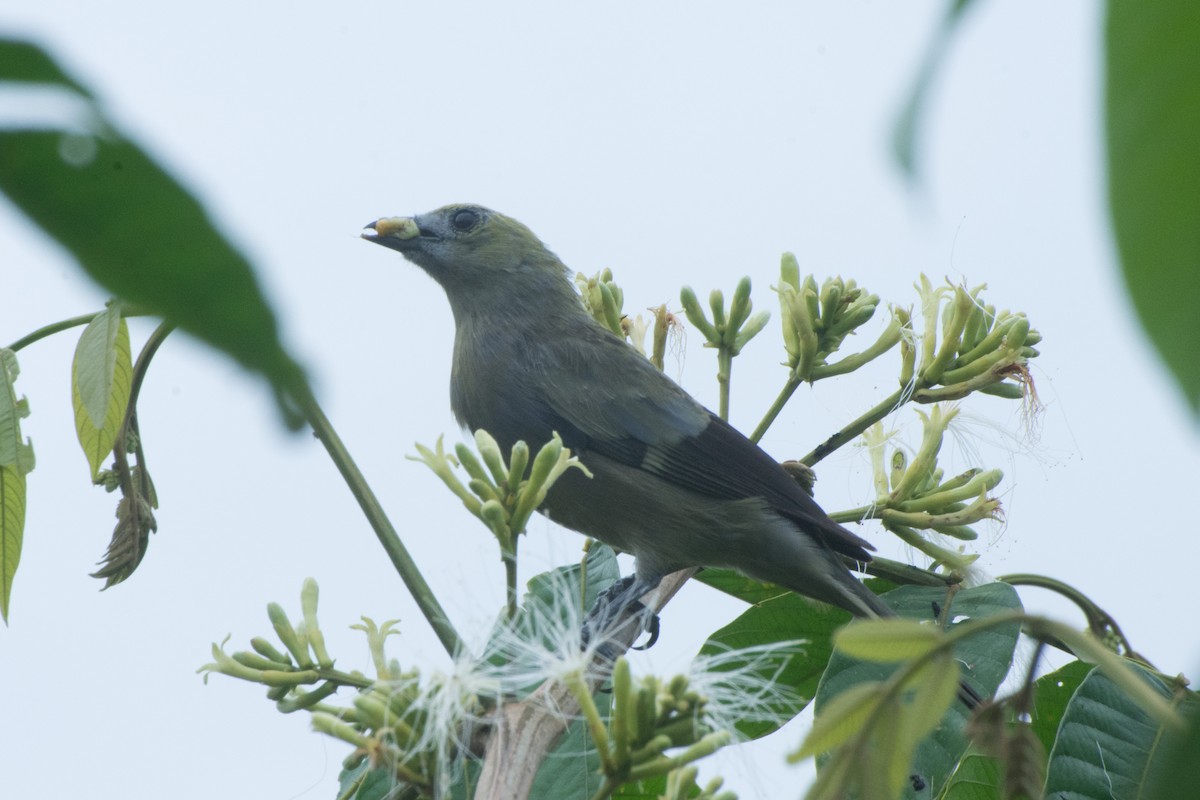 Palm Tanager - ML572875461