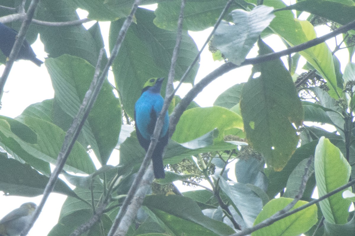 Paradise Tanager - Andrés  Forero