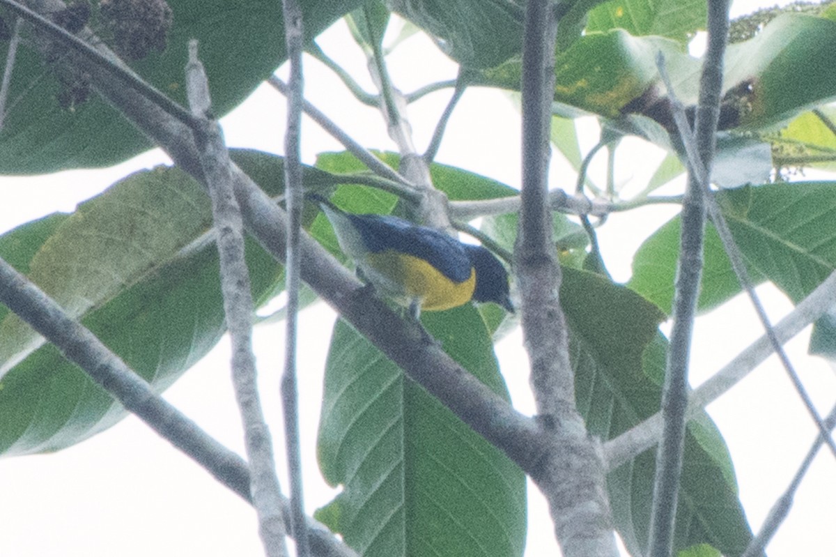 White-vented Euphonia - ML572876051