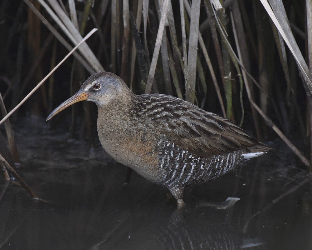 Clapper Rail (Gulf Coast) - ML572876341