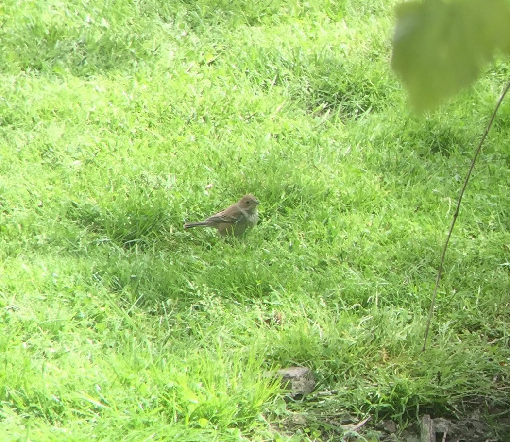 Indigo Bunting - ML57287671