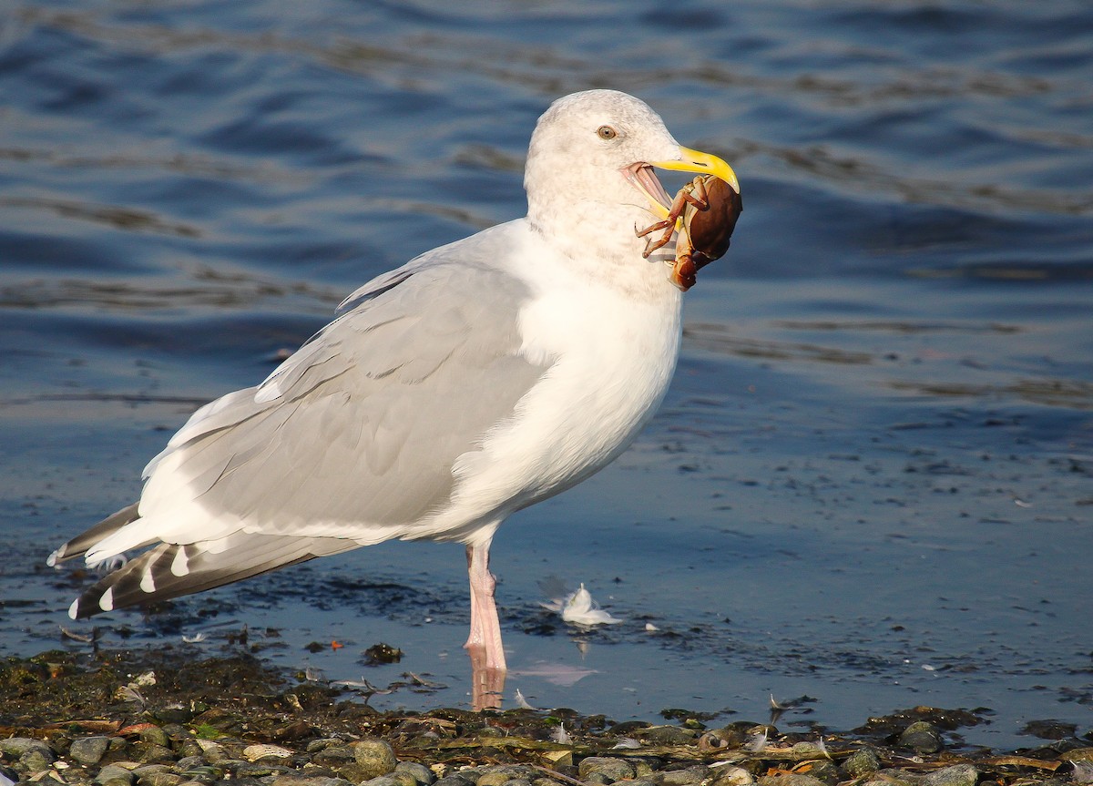 Glaucous-winged Gull - John Rice-Cameron