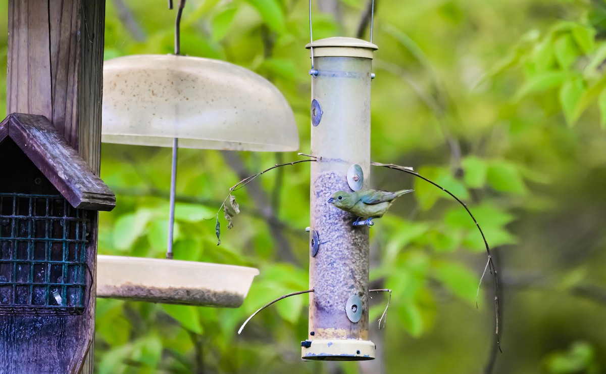 Painted Bunting - Austin Hess