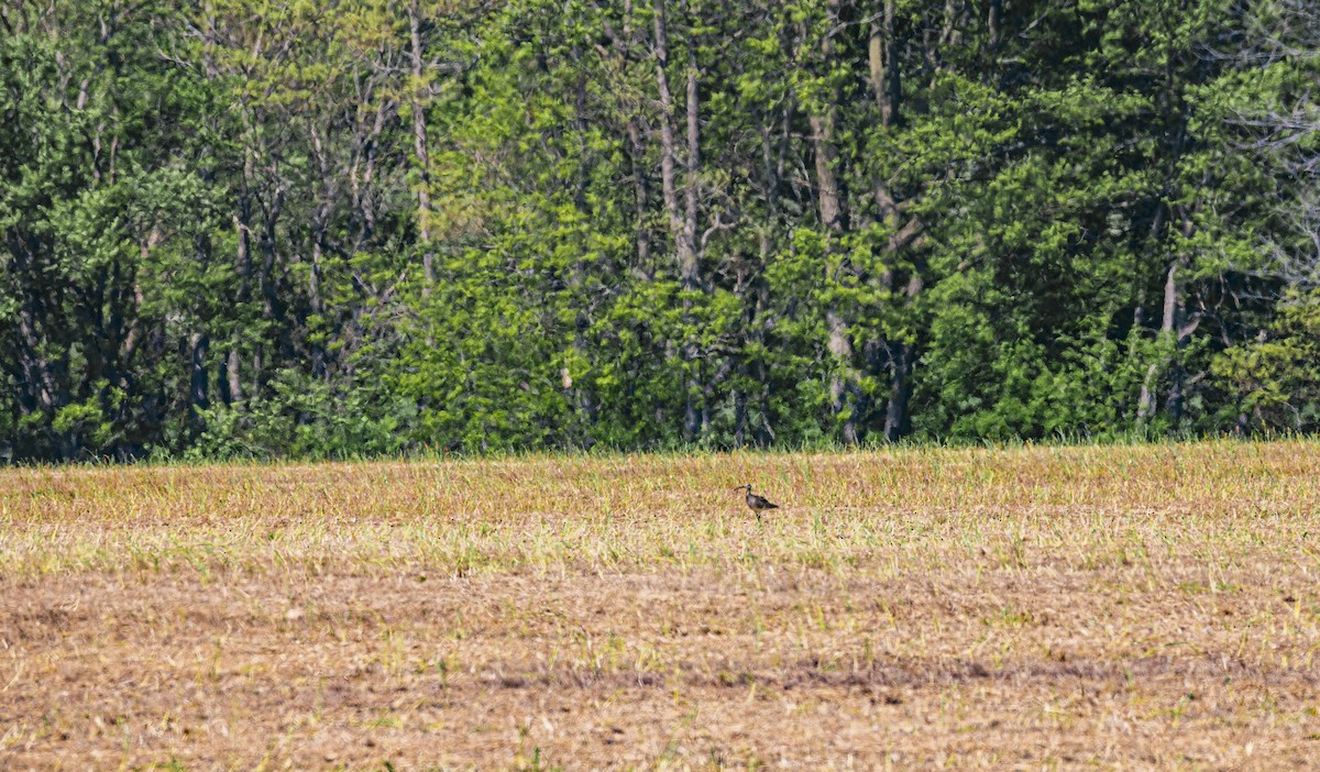 Regenbrachvogel - ML572878251