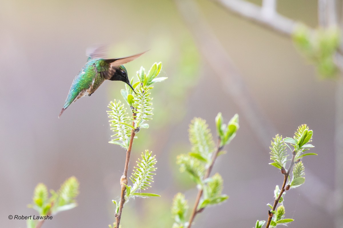 Ruby-throated Hummingbird - Robert Lawshe