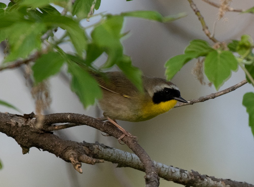 Common Yellowthroat - ML572879101