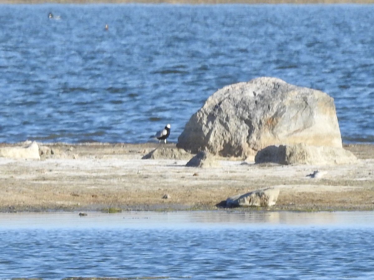 Black-bellied Plover - Dan Stoker