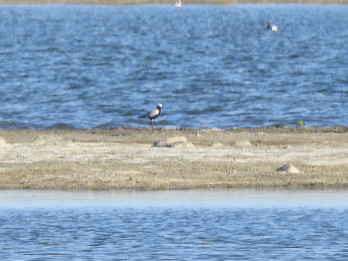 Black-bellied Plover - Dan Stoker