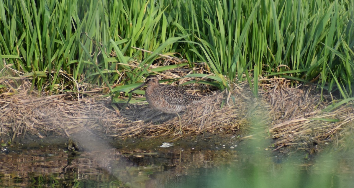 Short-billed Dowitcher - ML572879901