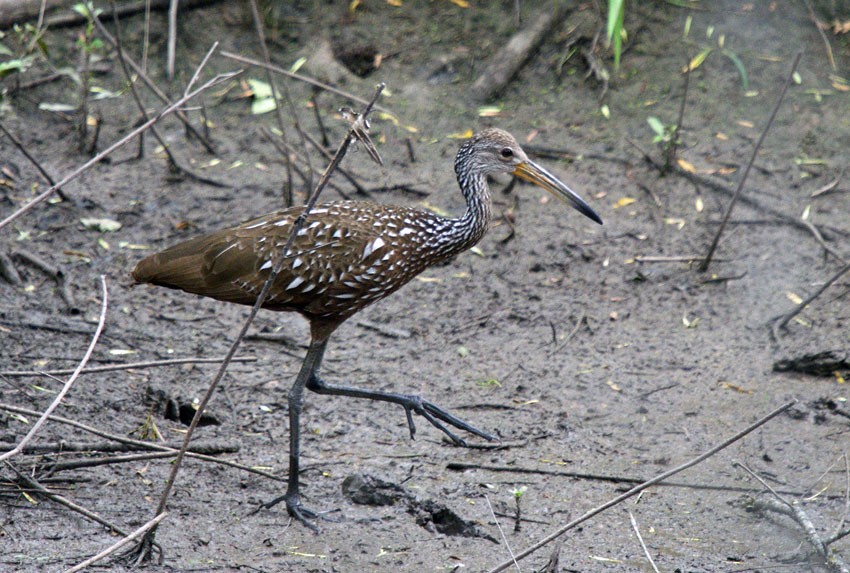 Limpkin (Speckled) - Red Slough WMA Survey