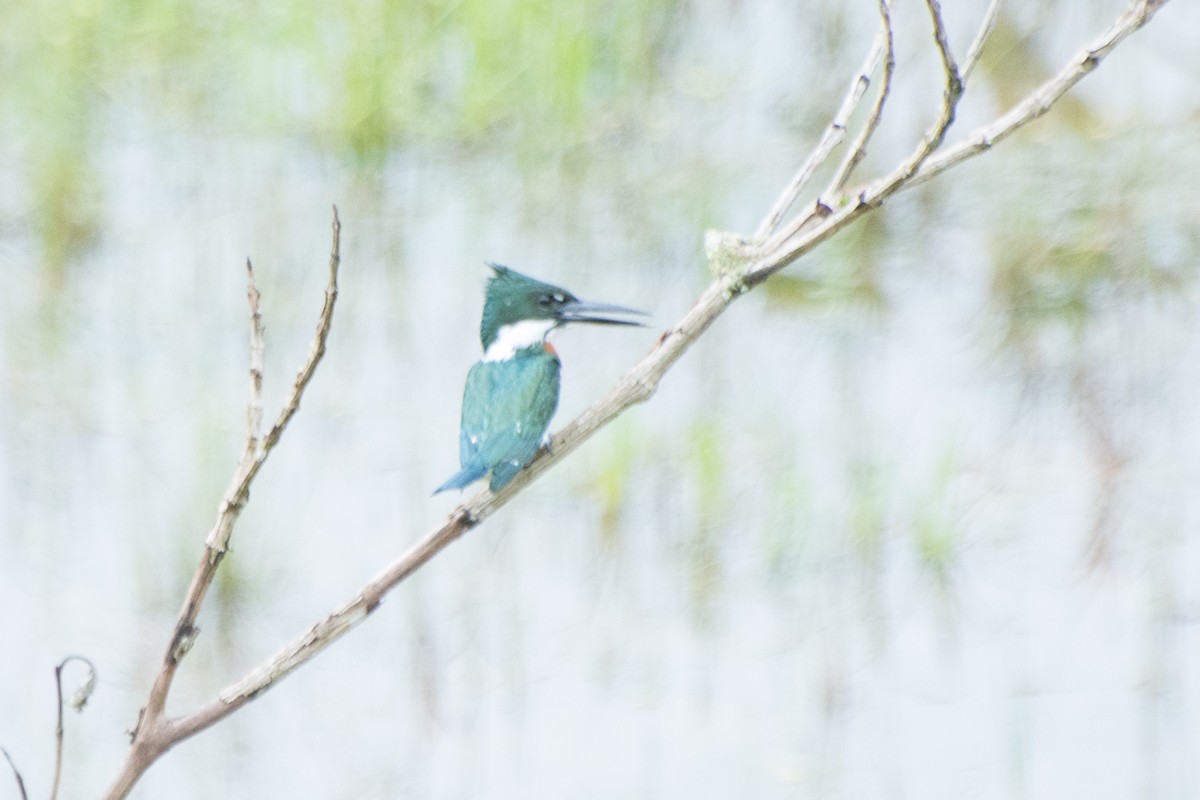 Amazon Kingfisher - ML572881171