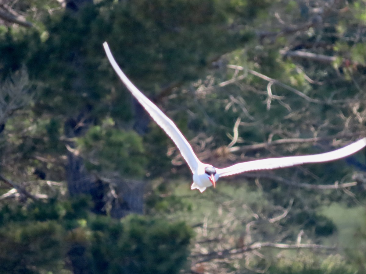 Caspian Tern - ML572881191