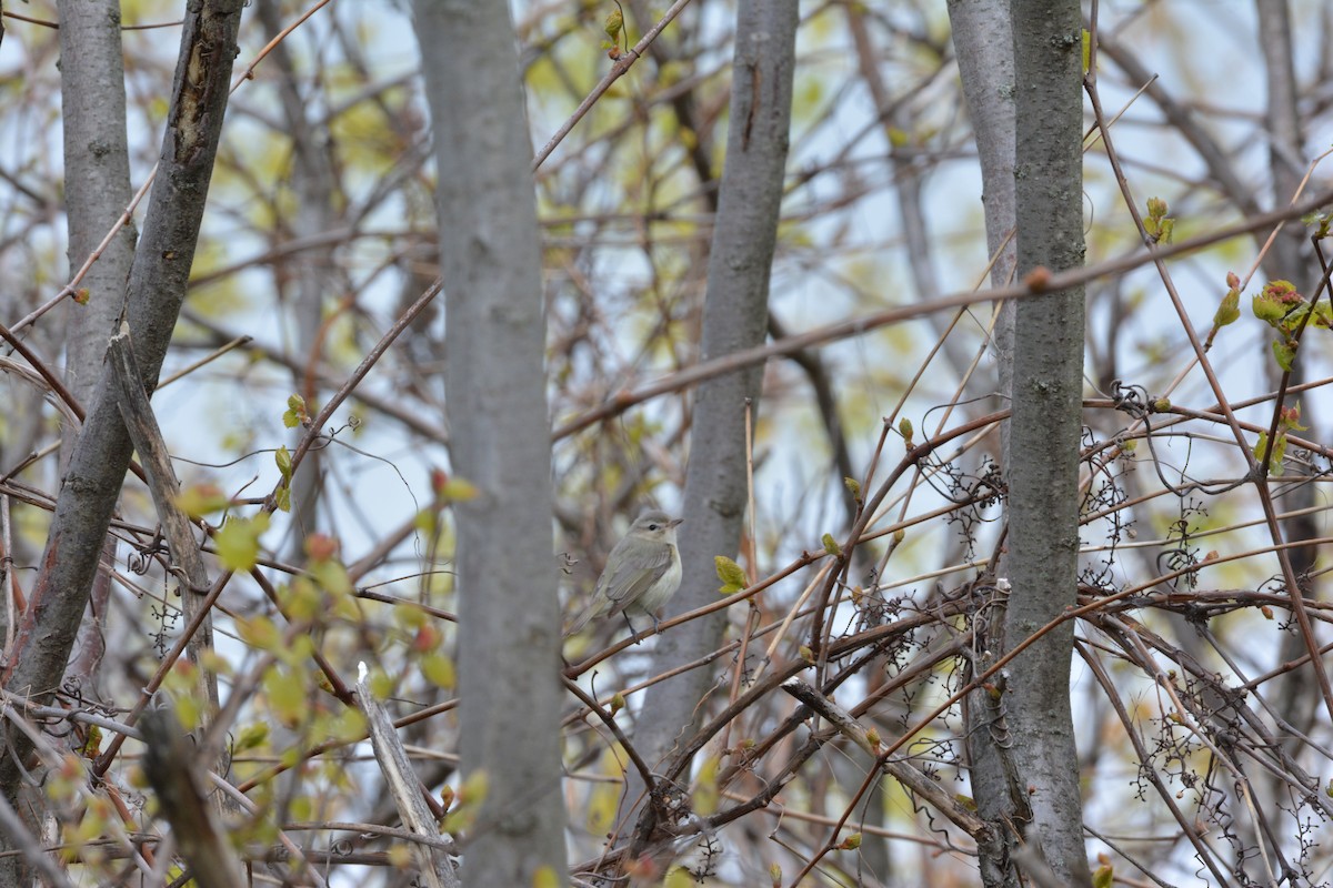 Warbling Vireo - ML57288131