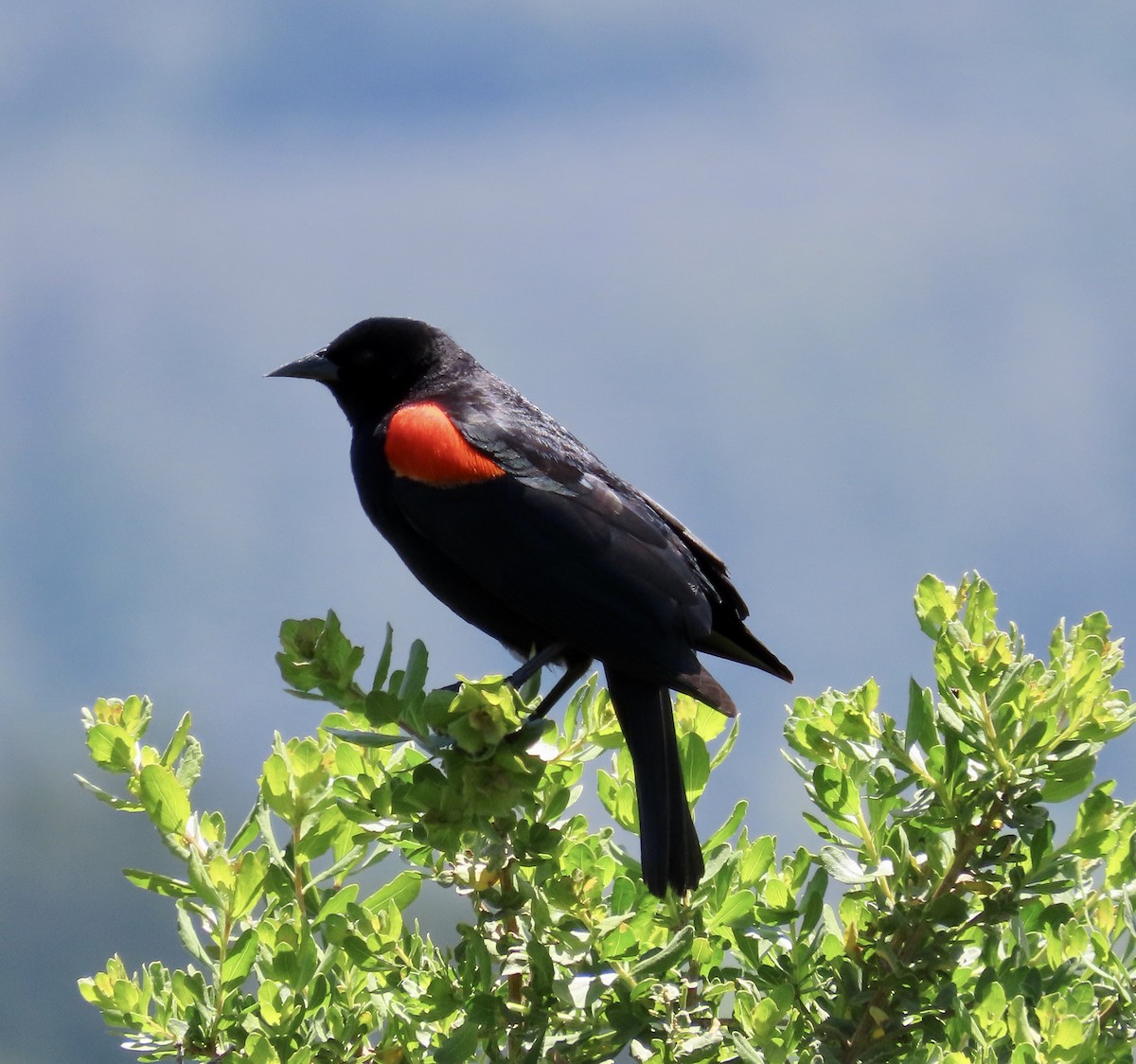 Red-winged Blackbird - ML572881381