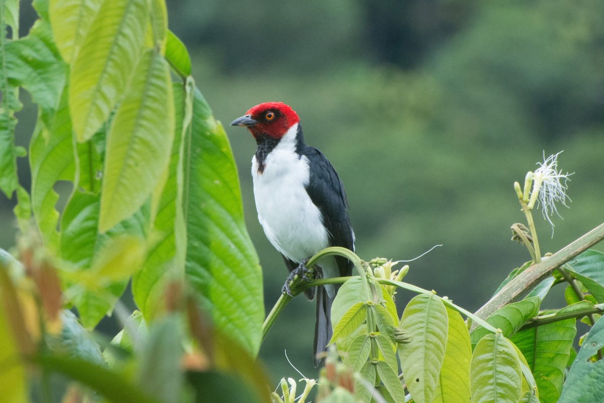 Red-capped Cardinal - ML572881401