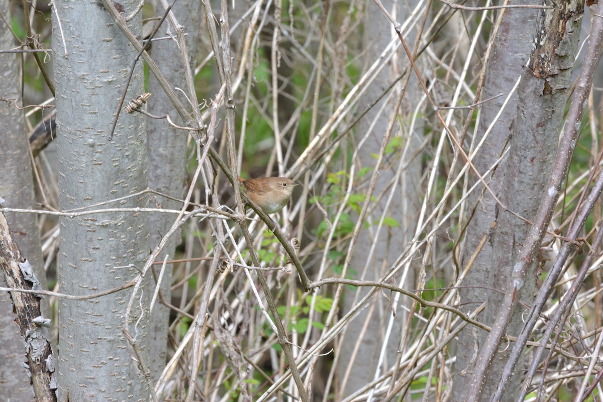 House Wren - ML57288211