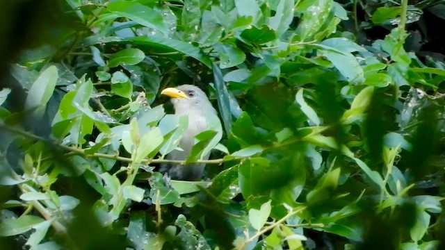 Green Malkoha - ML572882361