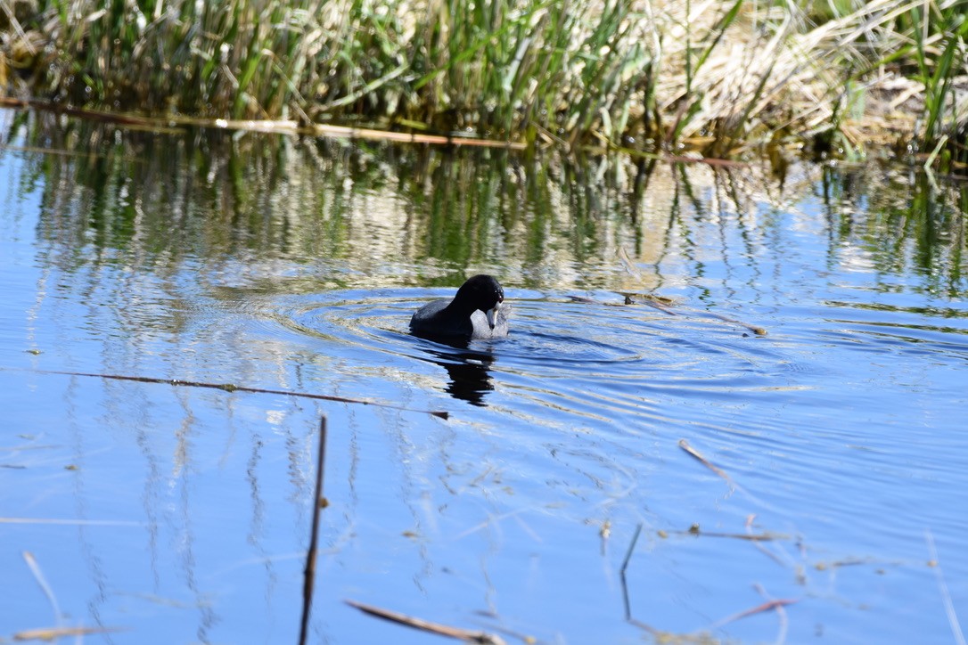 American Coot - ML572882881