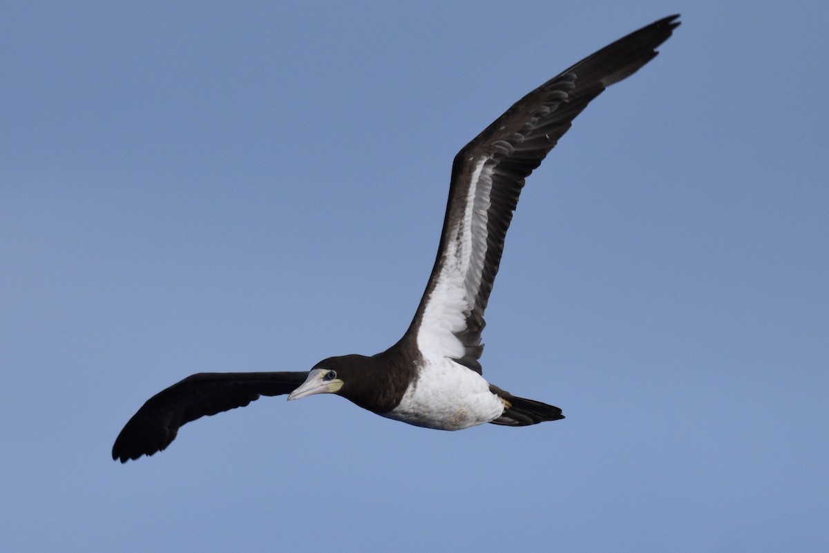 Brown Booby - ML572882931