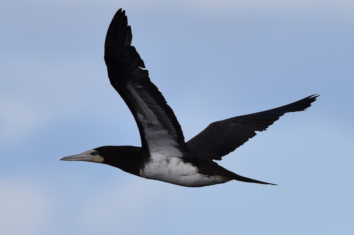 Brown Booby - ML572882951