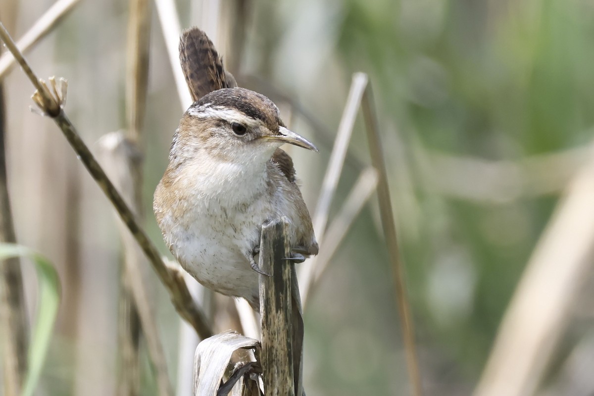 Marsh Wren - ML572882991