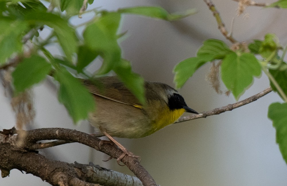 Common Yellowthroat - ML572883271