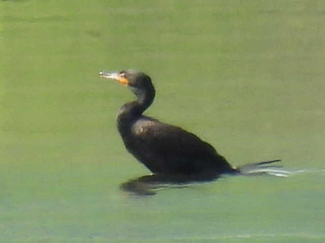 Double-crested Cormorant - Stew Stewart