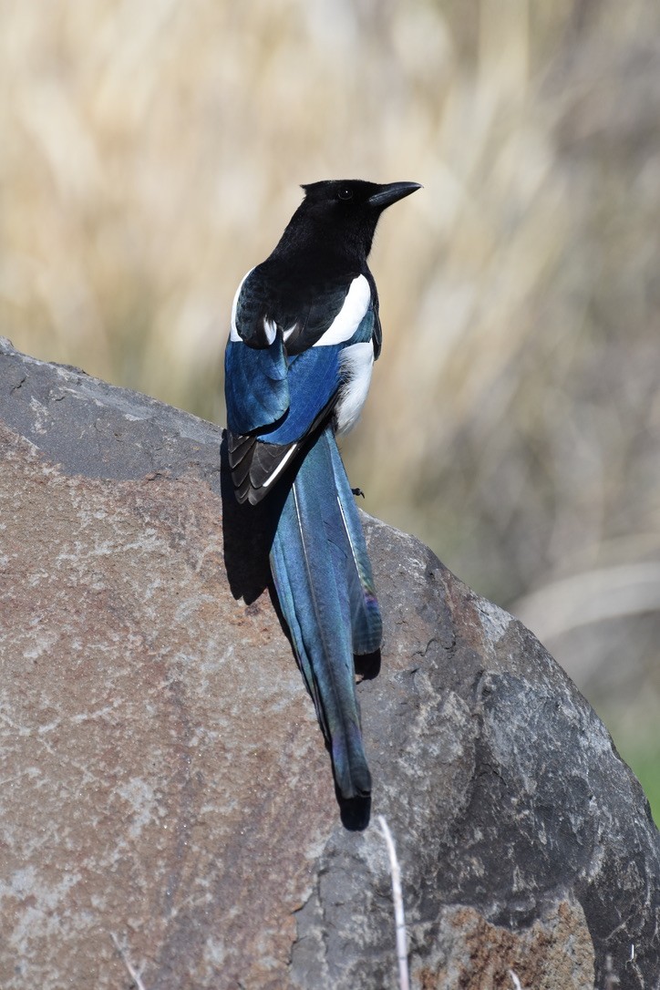 Black-billed Magpie - Tom Myers