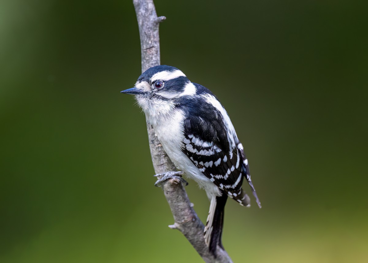 Downy Woodpecker - ML572884101