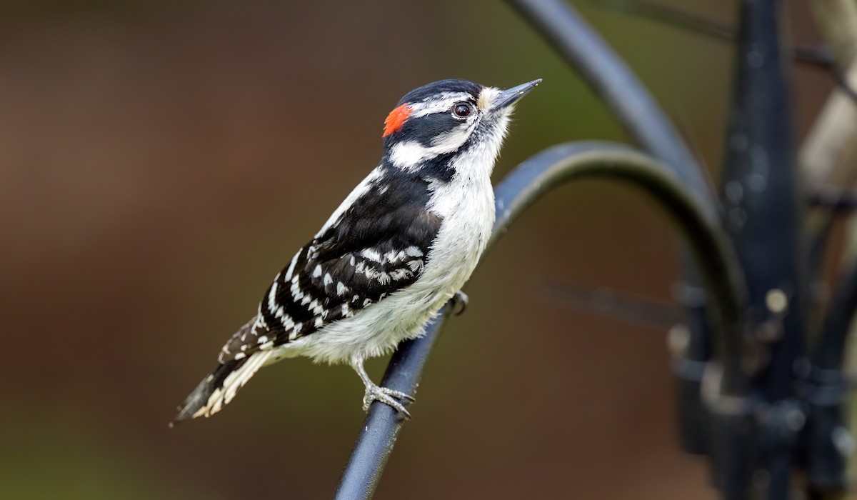 Downy Woodpecker - ML572884111