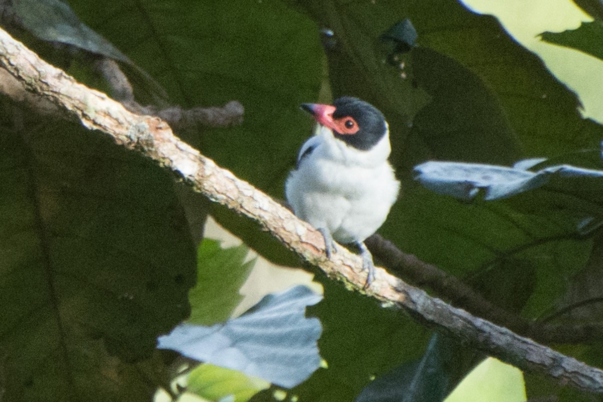 Black-tailed Tityra - ML572884171